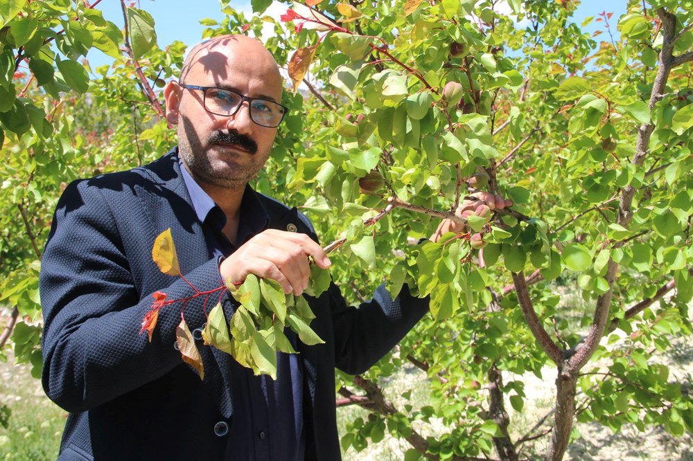 Türkiye'nin sofralık kayısı üretim merkezi: "İlçede ziyan yaklaşık yüzde 30" 75 0INAk3vfPUysmX1NfIUtdg