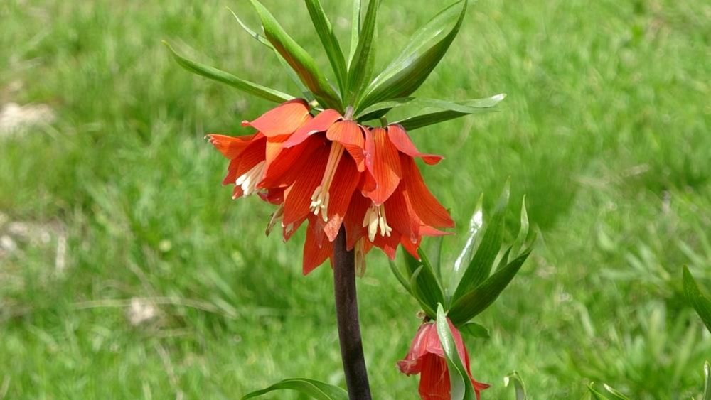 Yılın sadece 20 günü yaşıyor, başında nöbet tutuyorlar: Koparmanın cezası 244 bin lira! - 6