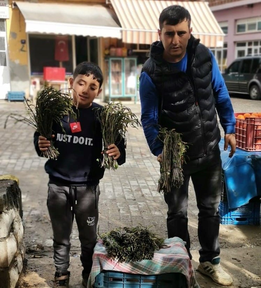 Dağlardan bedavaya toplanıyor, 100 TL'ye satılıyor: "Aydın'ın nimeti" olarak bilinen şifalı bitki 74 0JDYJlgY1kK25 ScWbzbBg