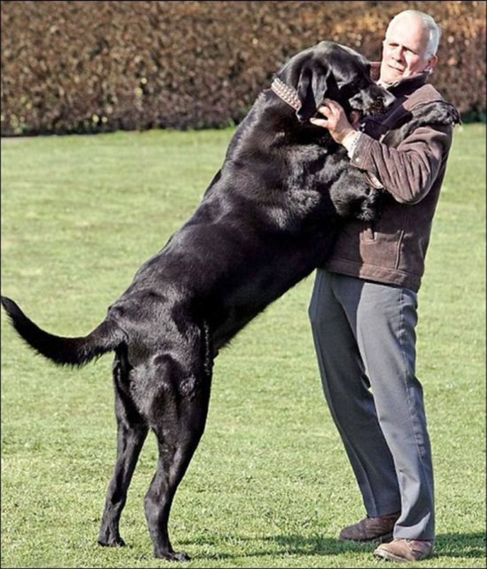 Первый огромный черный. Дог Зевс. Огромные собаки. Огромная собака дог. Огромный лабрадор.