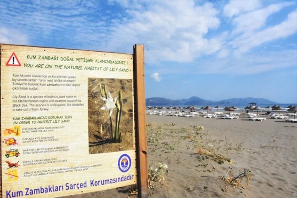 Antalya ve Ege sahillerinin 'gelini' kum zambakları plajları süslüyor - 3