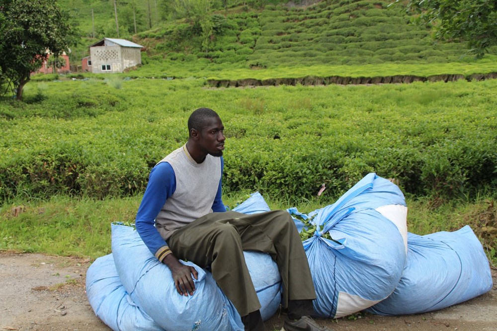 Afrikalı işçiler bu yıl da çay hasadında - 9