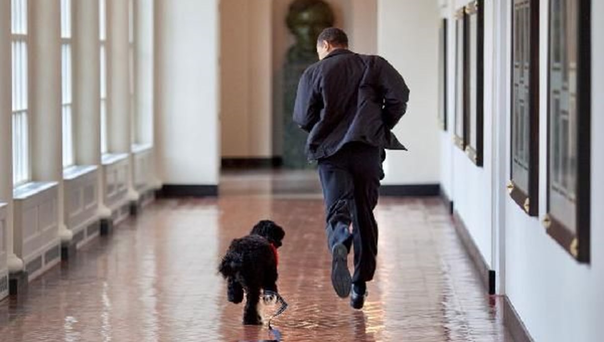 Barack Obama'nın köpeği Bo öldü