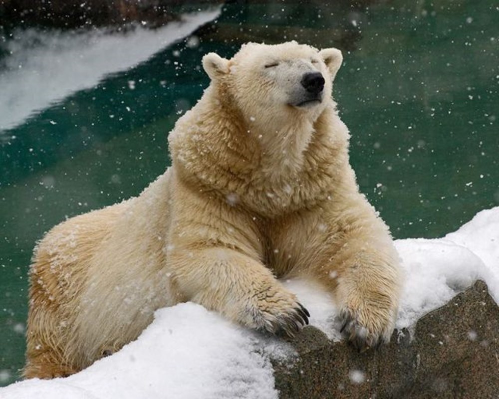 Seems to bear. Полярный медведь. Белый мишка. Смешной медведь. Белый медведь смешной.