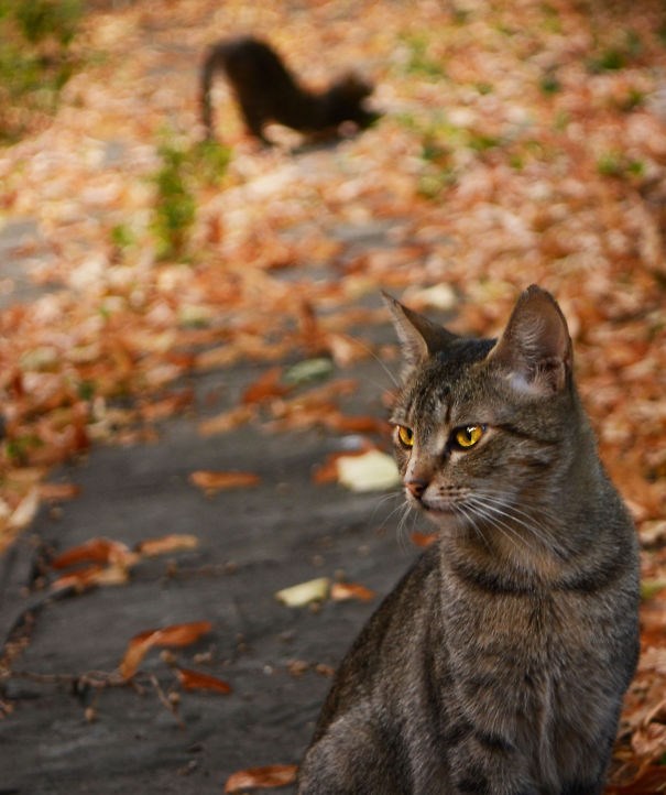 mukemmel zamanlamayla cekilmis kedi