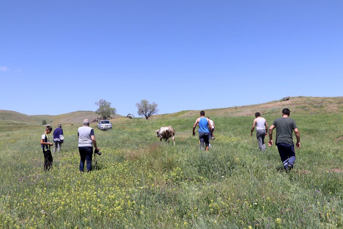 Erzurum'da kaçan kurbanlıklar zor anlar yaşattı