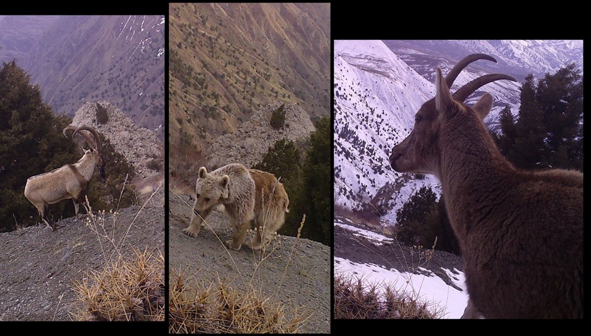 Yaban hayatı zenginliği kayıt altında