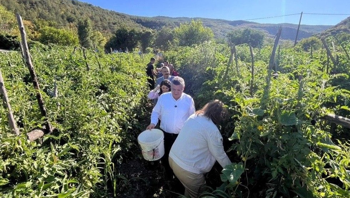 Coğrafi işaret tescilli: Hasat başladı, sofralara ulaşıyor