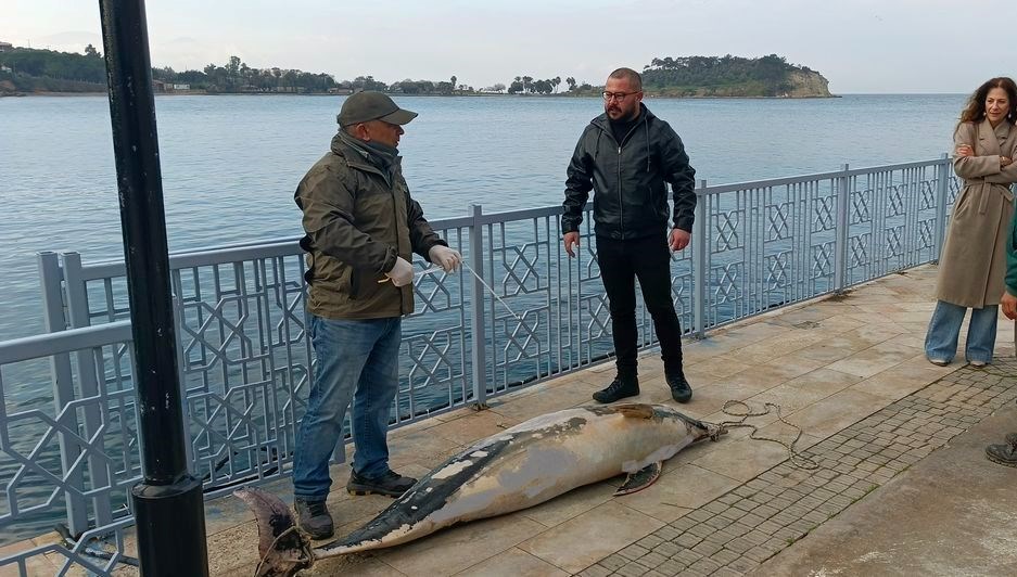 Aydın'da ölü yunus karaya vurdu