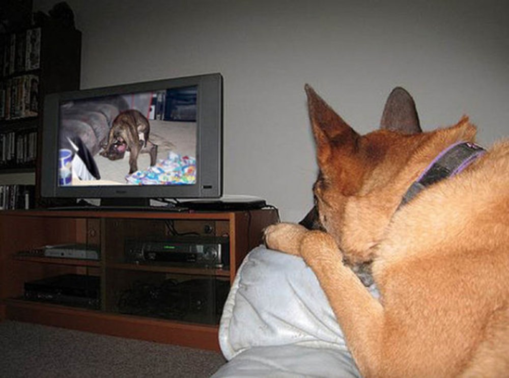 Собаки смотрят телевизор. Кот и телевизор. Смешной телевизор. Кот перед телевизором. Собака и телевизор.
