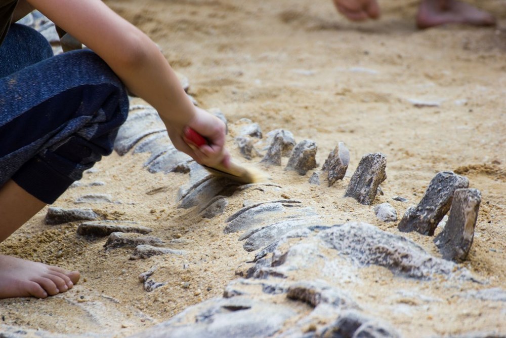 Araştırma: Dünyanın en uzun dinozoru bulunmuş olabilir - 5