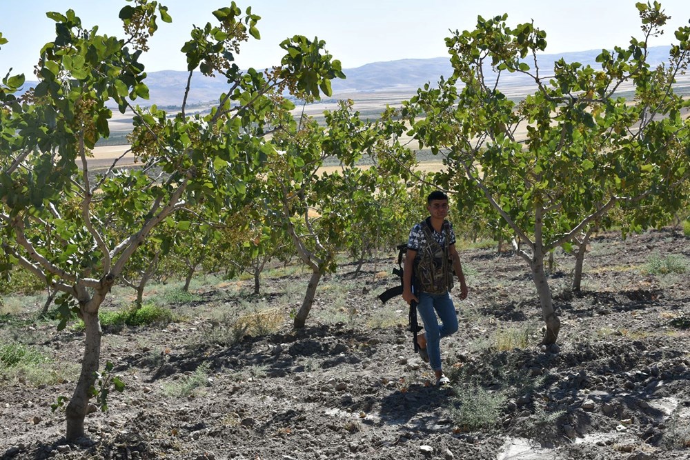 Silahlı 'fıstık' nöbeti: Kilosu 170 lira - 2