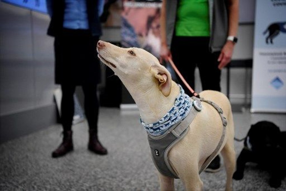 Köpekler, Covid-19 tespit etmede testlere göre daha başarılı - 4