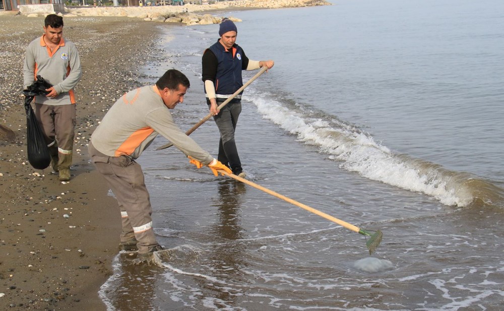 Akdeniz’de kıyılar ölü zehirli denizanalarından temizleniyor - 4