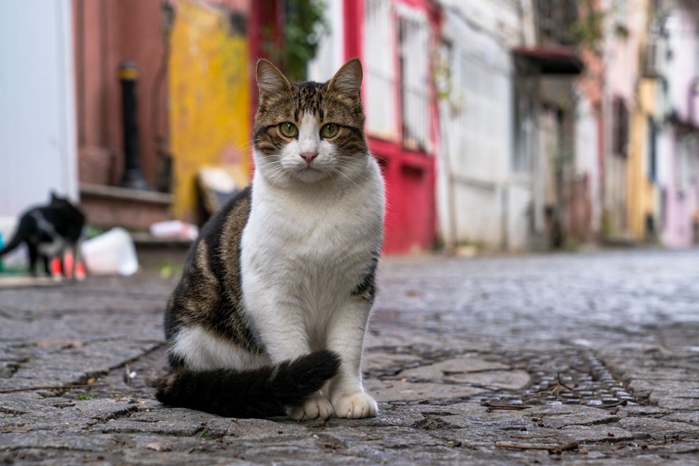 Bilim insanları en güzel ve en çirkin kedi türlerini açıkladı (Türkiye'ye özgü iki kedi türü listede) - 7