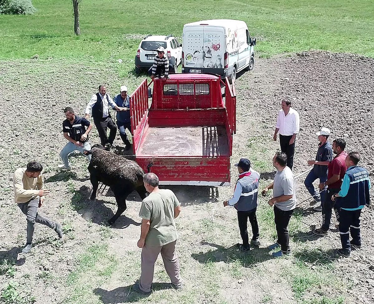 Anguslar firarda: Köylüler kilometrelerce kovaladı, kalbi duran iki boğa öldü