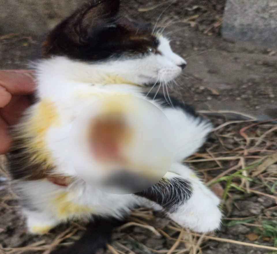 İstanbul’da kedilere asitli saldırı iddiası - 1