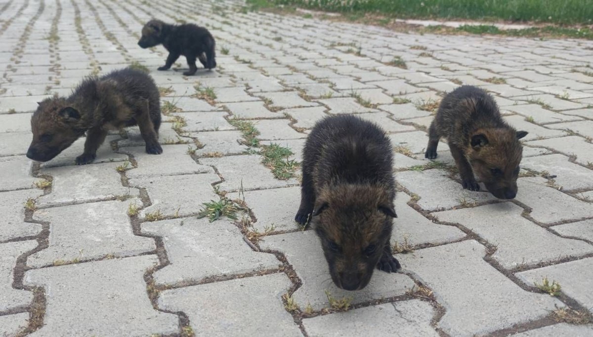 Kurt yavruları koruma altına alındı