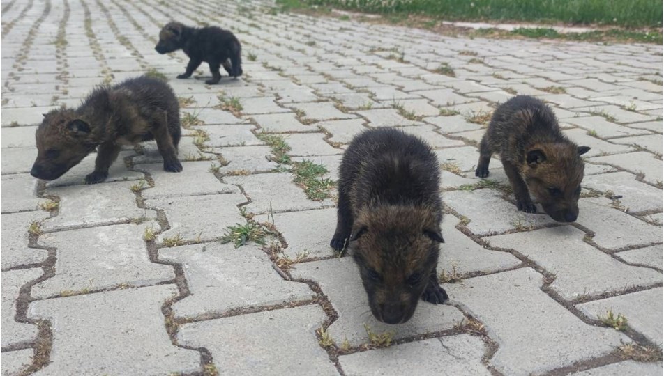 Bitkin halde bulunan kurt yavruları koruma altına alındı