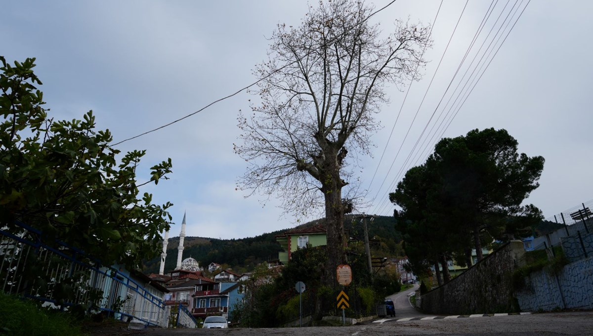 300 yıllık ağacın dikkat çeken hikayesi