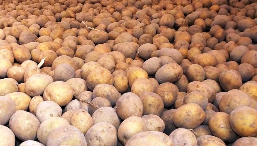 Patateslerin sırrı çözüldü