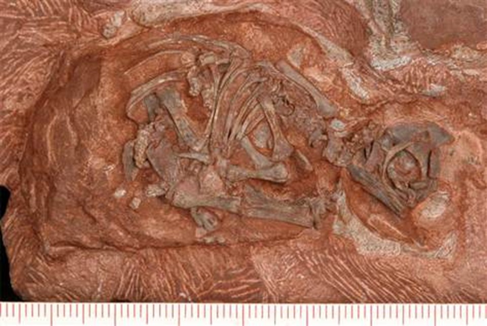 Dünyanın en eski dinozor yuvası - 1