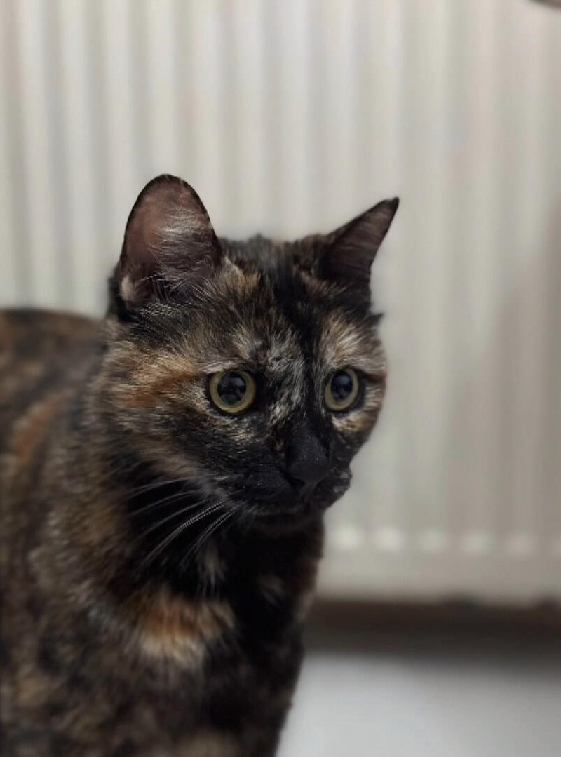 Öldürülen kedi Cezve