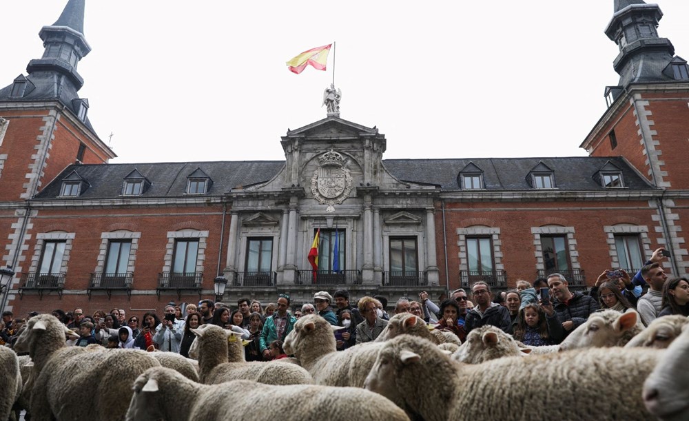 Madrid'de koyunlar şehre indi - 5