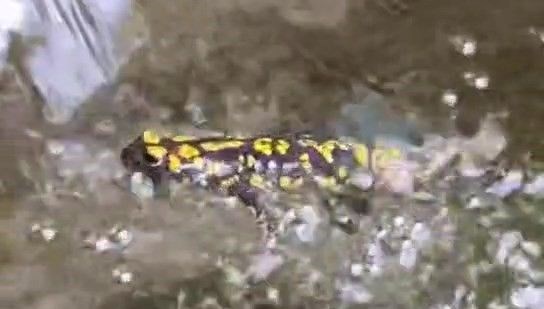 Elazığ’da benekli semender görüntülendi