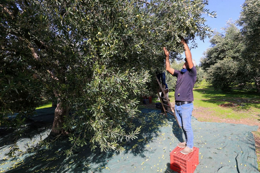 Halk arasında "yok yılı" döngüsü olarak biliniyor: Rekolte kaybı var ama kalitesi sevindirdi - 4