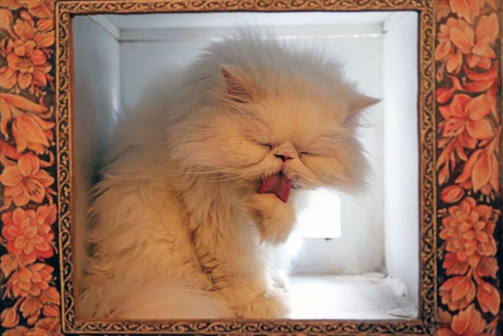 Onlarca kediye ev sahipliği yapan sıra dışı 'Kedi Müzesi' - 5