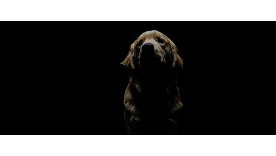 Köpeğe tecavüzde tartışma yaratan uzlaşma (25 paket mama)
