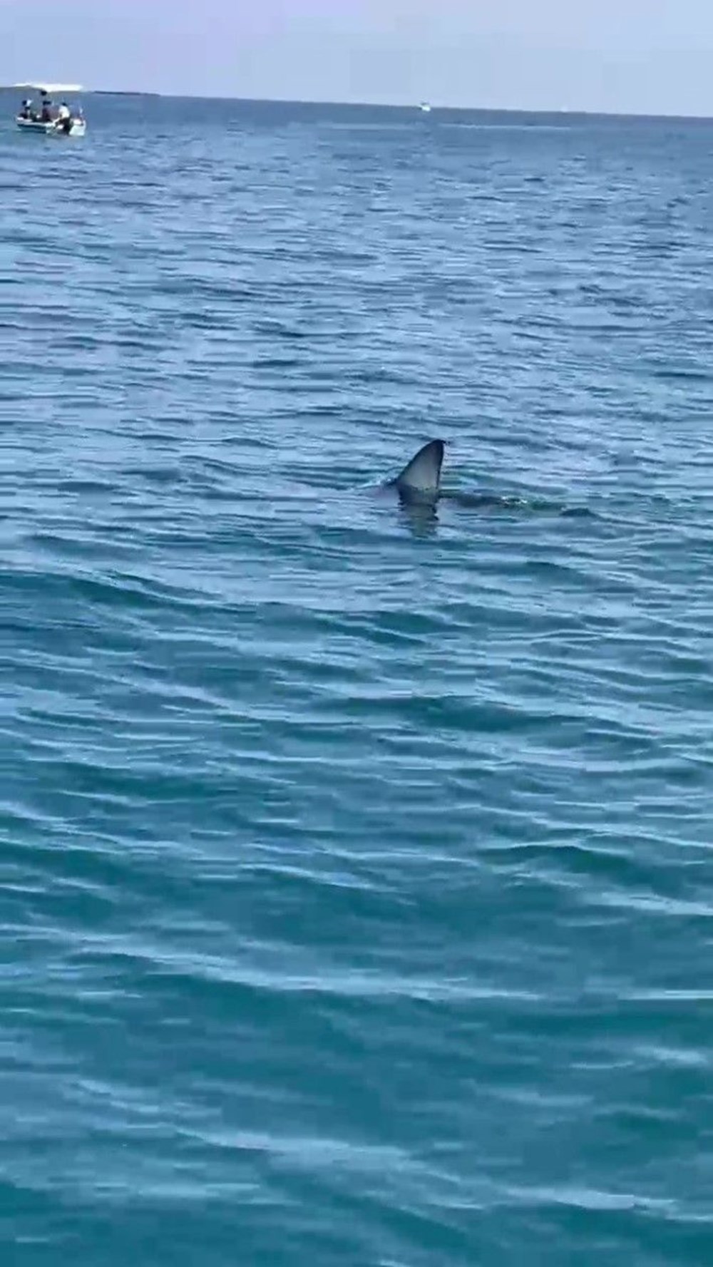 Yavru köpek balığı teknesine saldırdı: ''Akdeniz'de böylesini hiç görmemiştim'' 74 0gM2IE9iVEmh9JJ66u7K9Q