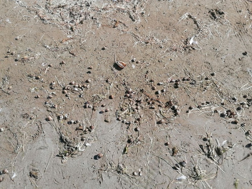 Eğirdir Gölü için tehlike çanları çalıyor - 8