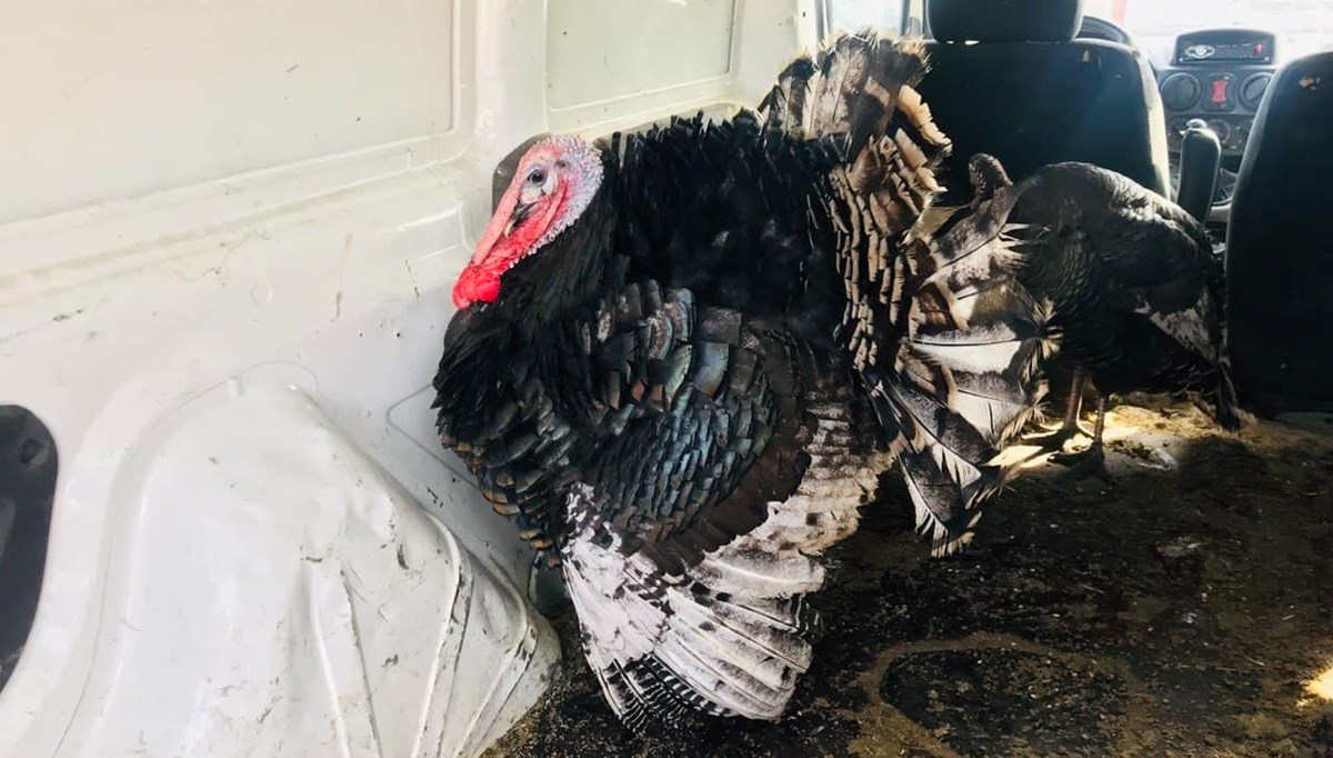 Yılbaşı hindisi fiyatları ne kadar?