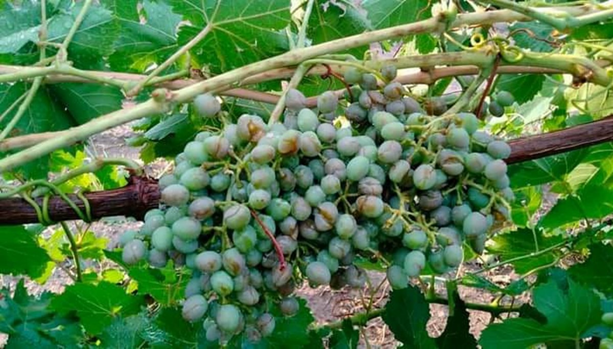 Dolu yağışı tarım ürünlerine zarar verdi