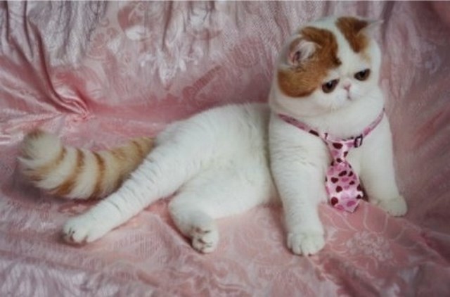 Японская Кошка Фото