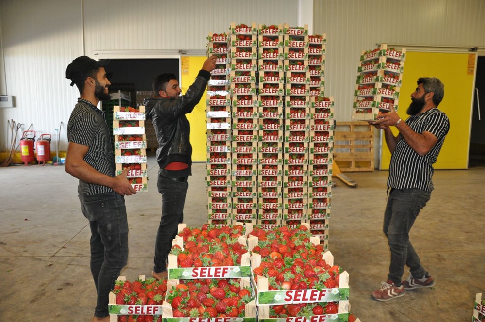Tarlada kilosu 75 lira: Mersin'den dünyaya yayılıyor - 3