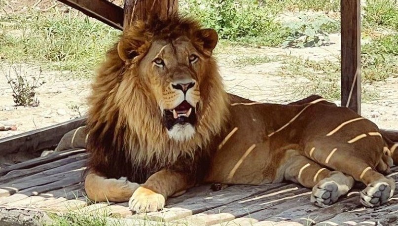 Antalya'da aslan firarda!