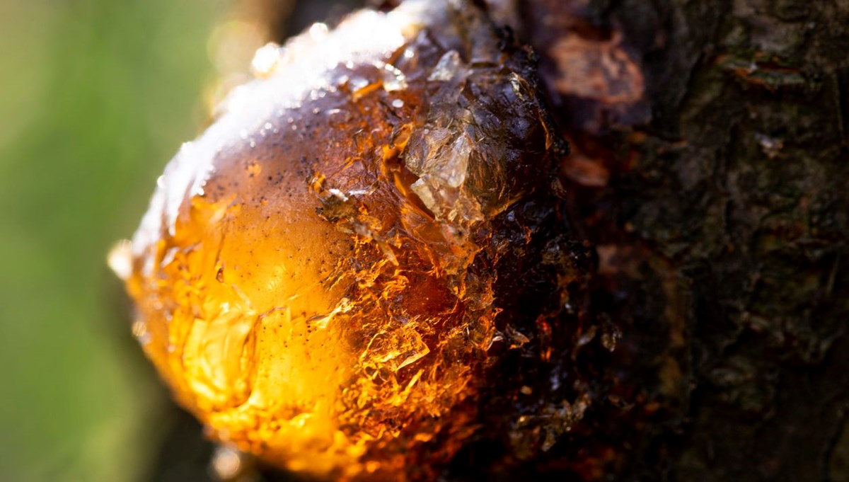 Türkiye'de en çok Artvin'de görülüyor! Bir damlası bile sayısız sağlık sorununa çare oluyor