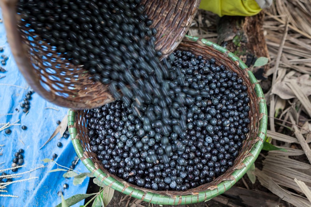 Dünya onu ''süper meyve'' olarak tanıyor! Bilinen en yüksek antioksidan kaynağı: Kanserli hücreleri yüzde 86 oranında öldürüyor - 4