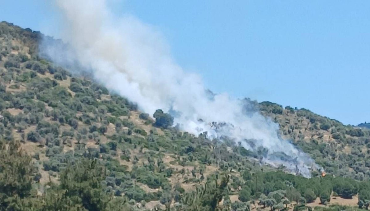 İzmir'de zeytinlik alanda yangın