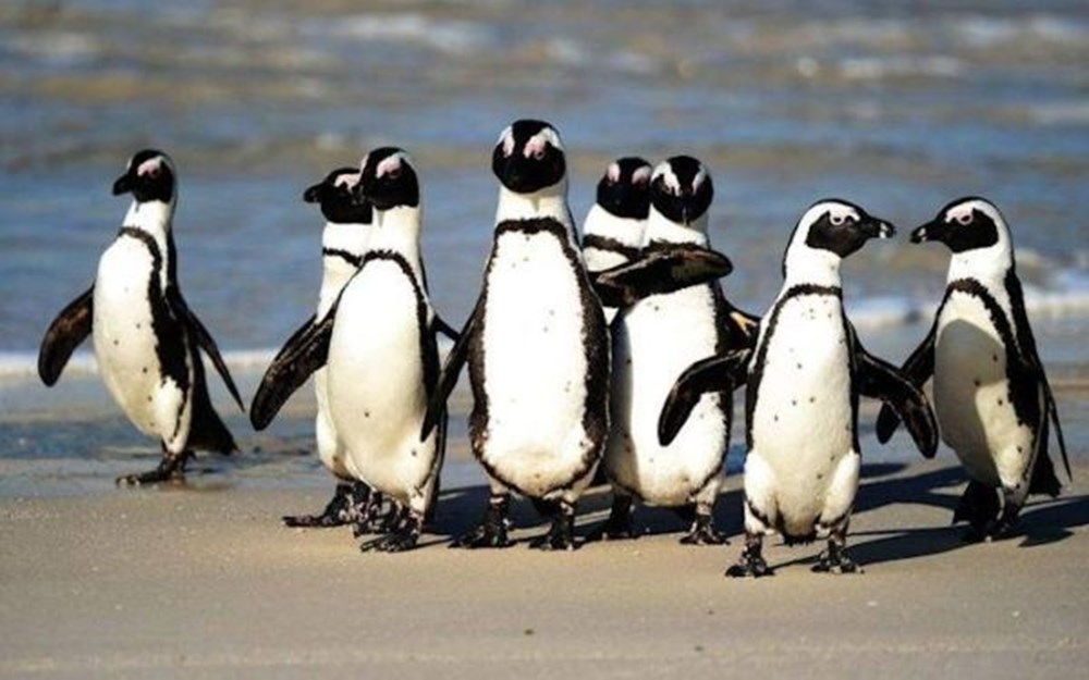 63 penguin Afrika yang terancam punah mati diserang lebah - 4