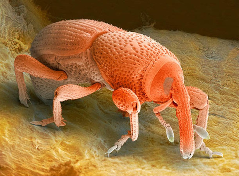 Микро животное. Микромир насекомые под микроскопом. Долгоносик в микроскопе. Sitophilus granarius. Жук долгоносик под микроскопом.