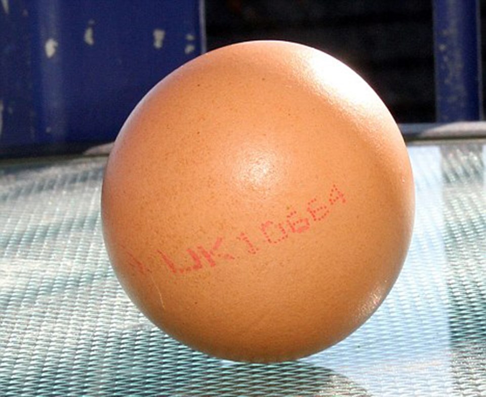 Perfect round. Круглое яйцо. Идеально круглое яйцо. Совершенно круглое куриное яйцо. Яичный круглый.