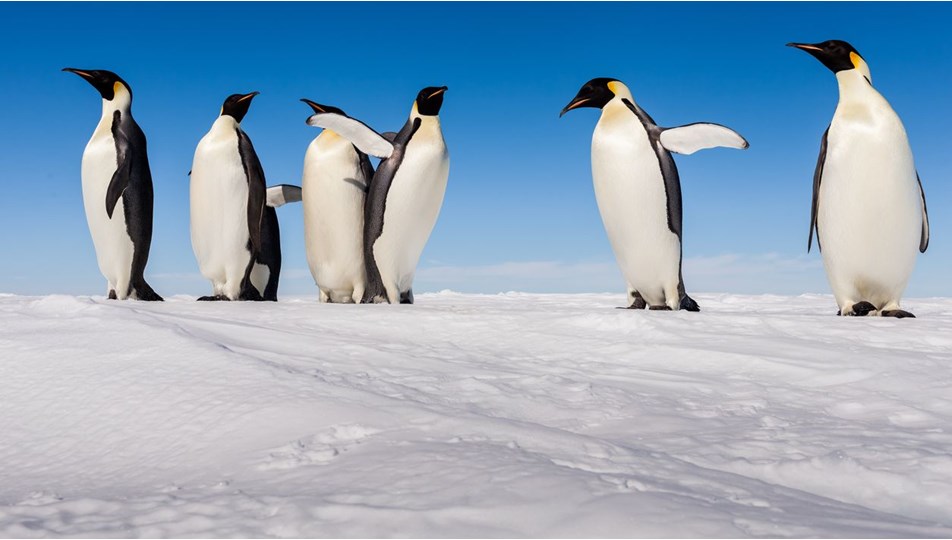 Araştırma: Küresel ısınma imparator penguenleri yok edebilir