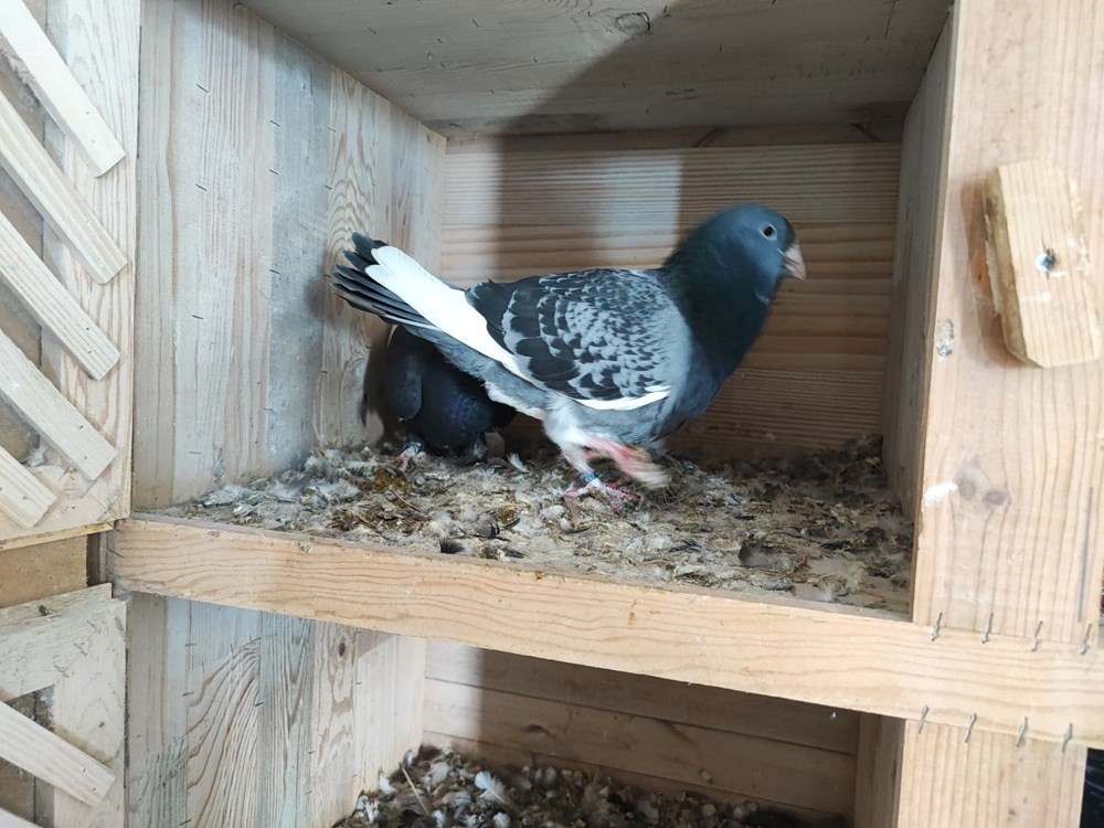 2 güvercini kayboldu: Bulana 20 bin lira ödül 72