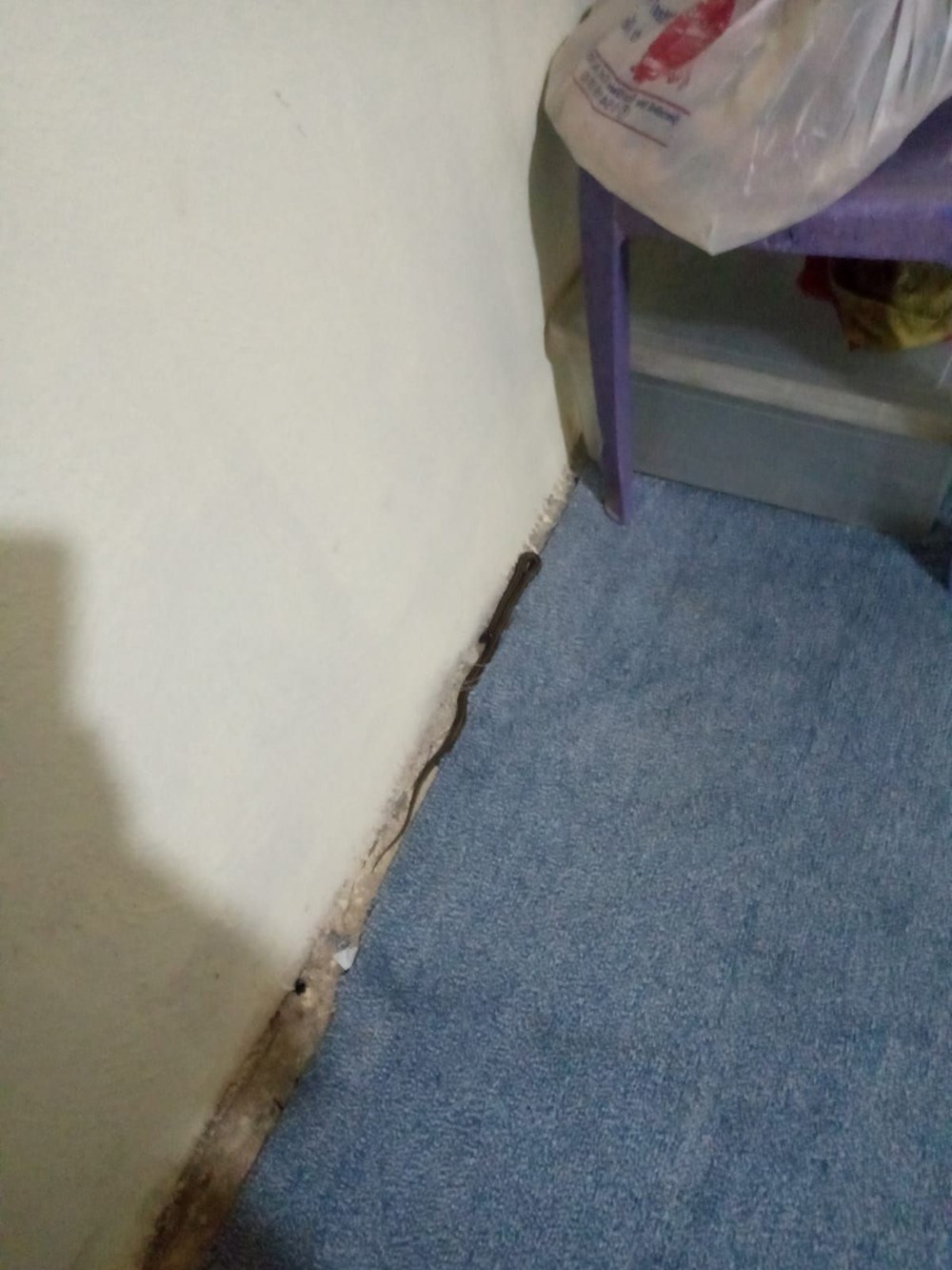 Bir evden 100 yılan çıktı - 8