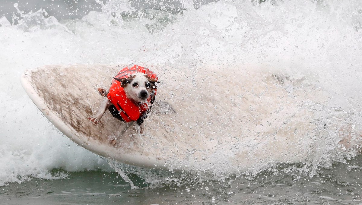 Dünya Köpek Sörfü Şampiyonası'ndan renkli kareler
