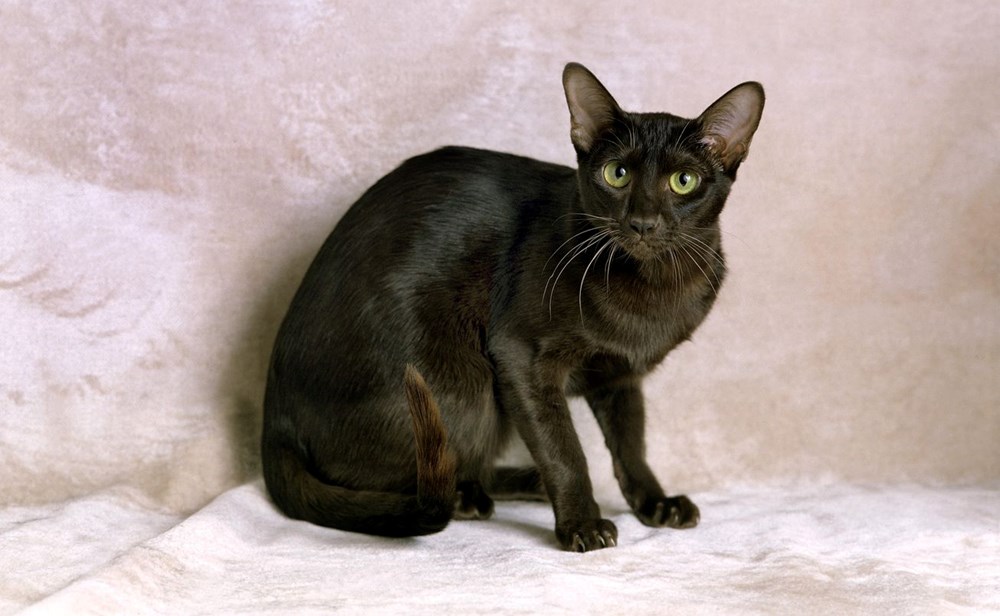 Bilim insanları en güzel ve en çirkin kedi türlerini açıkladı (Türkiye'ye özgü iki kedi türü listede) - 24